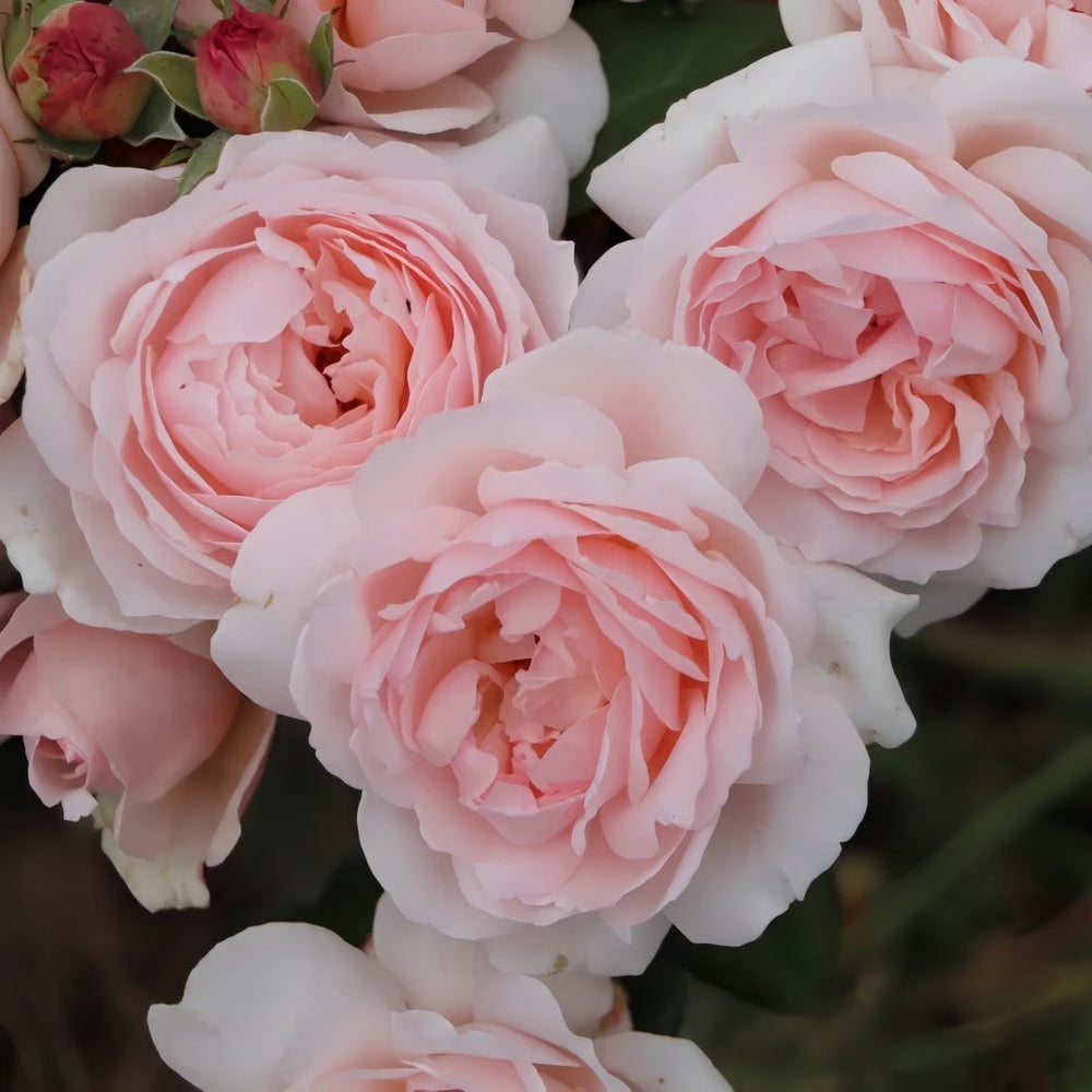 Yves Wishing Rose Plant|伊芙心愿 image 6