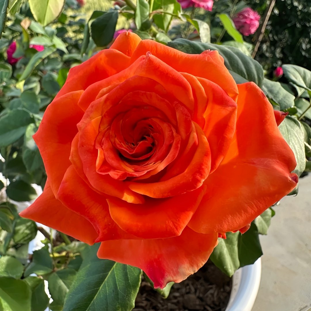 Copacabana Rose Plant｜卡巴酷吧拉 image 2