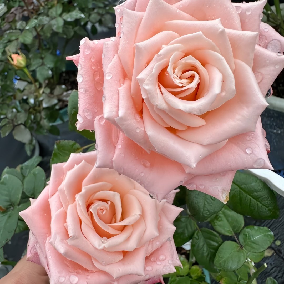 Almond Milk Candy Rose Plant|杏仁奶糖 image 4