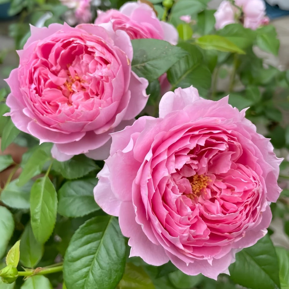 Prima Vista Rose Plant｜初见 image 2