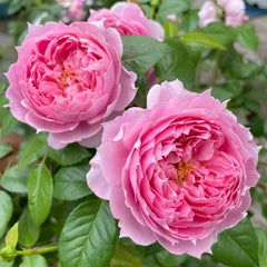 Prima Vista Rose Plant｜初见 image 2