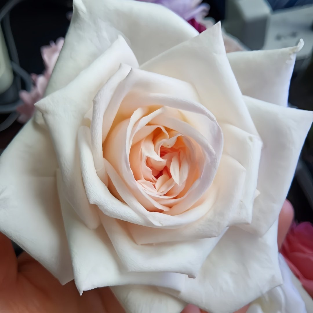 White O′Hara Rose Plant｜白哈娜 image 4
