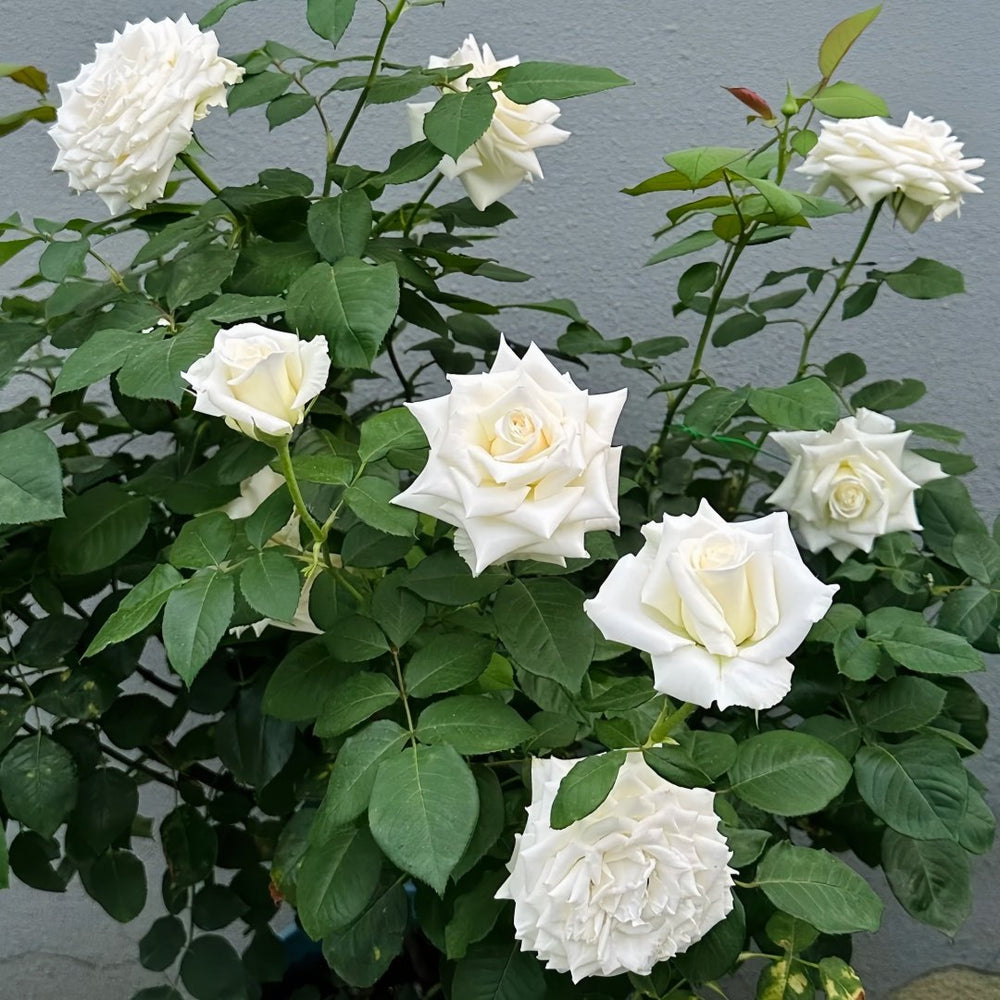 Tineke Rose Plant｜坦尼克 image 6
