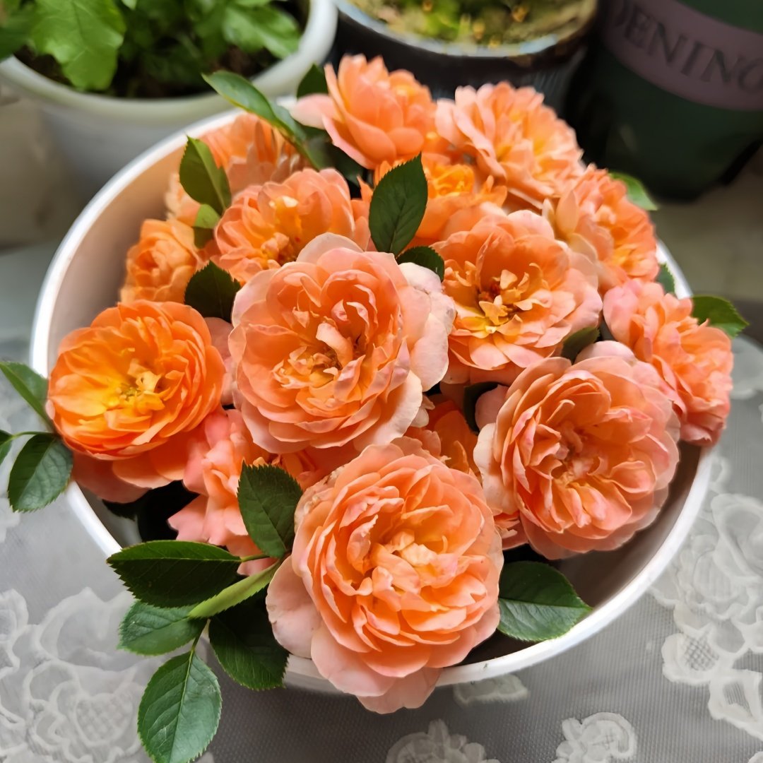 Sweet Dream Rose Plant｜甜梦 image 0