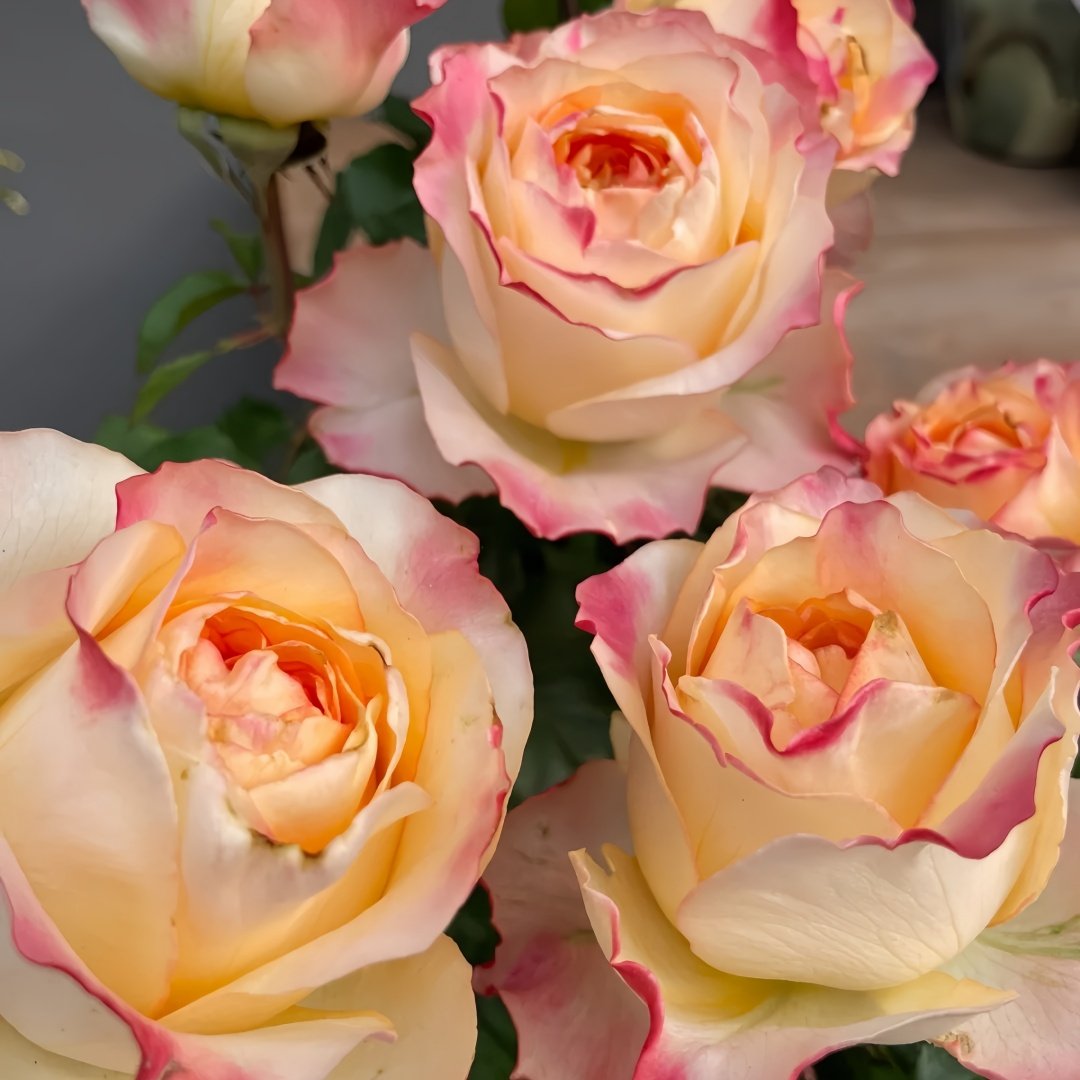 Poetica Rose Plant|诗歌 image 7