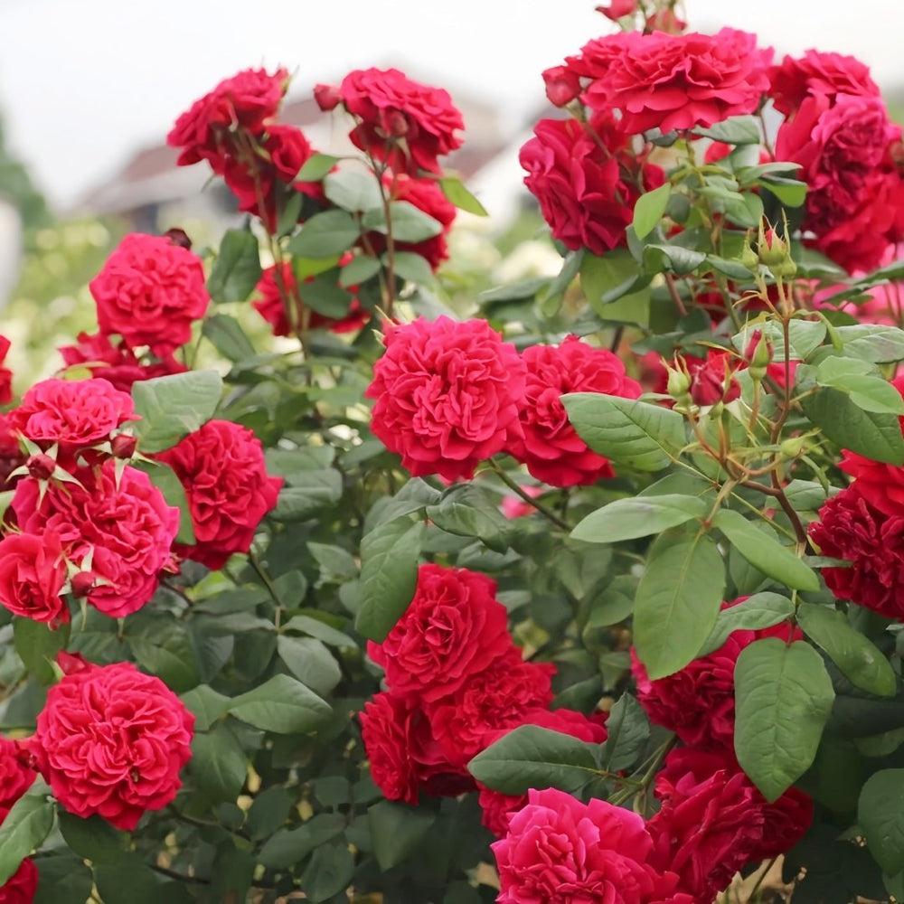 Femme fatale Rose Plant|蛇蝎美人 image 6