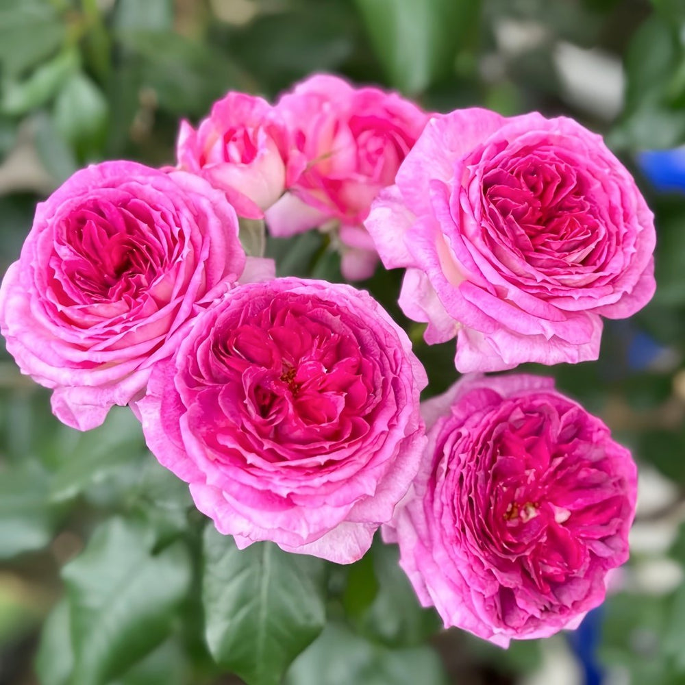 Thierry Marx Rose Plant｜蓝莓蛋糕 image 6