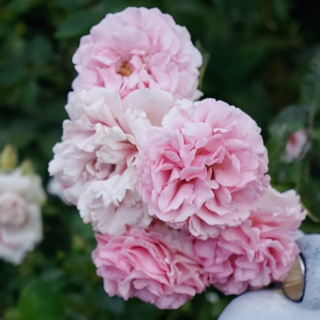 Jeanne Loriod Rose Plant｜伊芙珍妮洛德 image 6