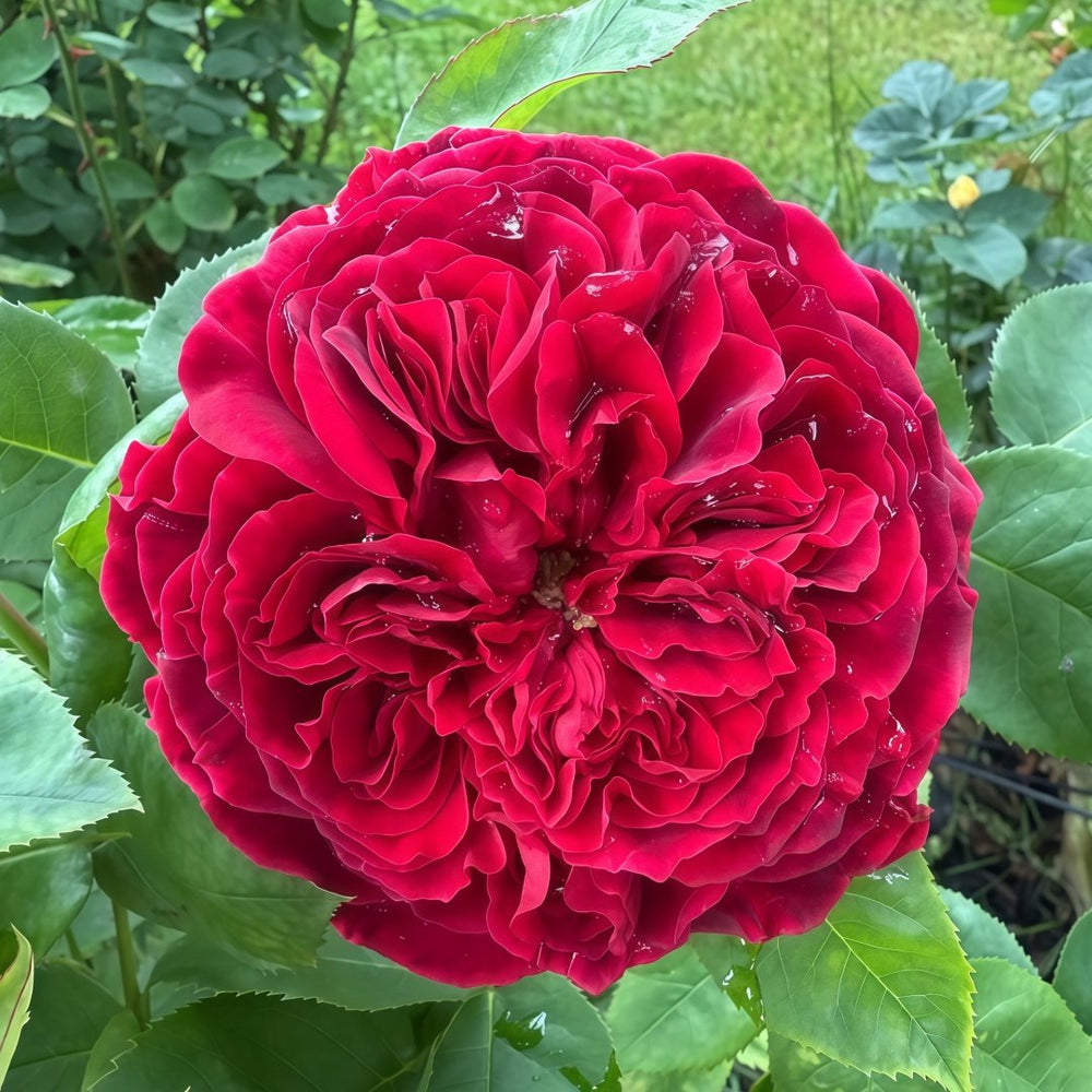 Tess Rose Plant | 苔丝 image 2
