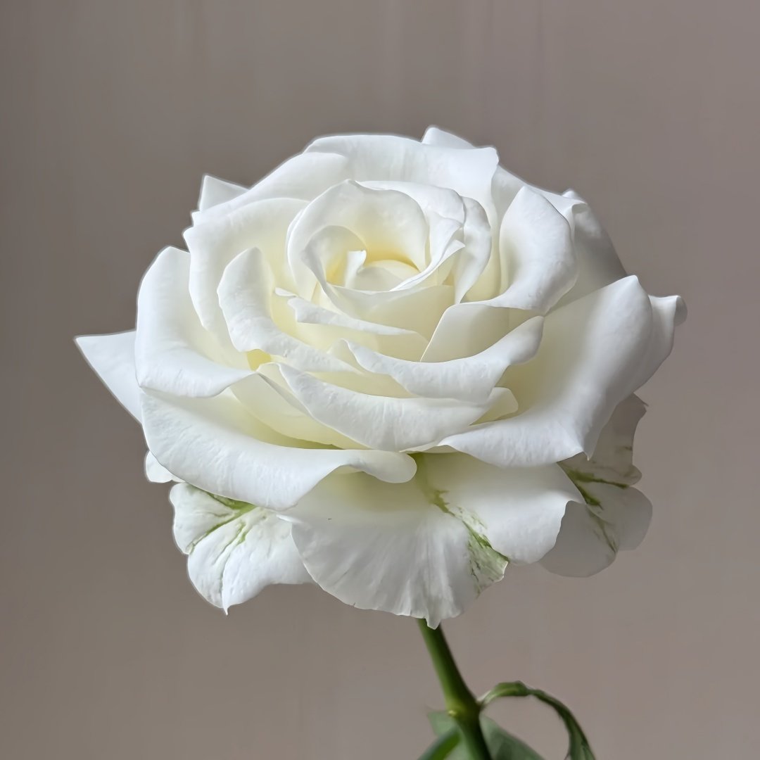 White Chocolate Rose Plant|白巧克力 image 0