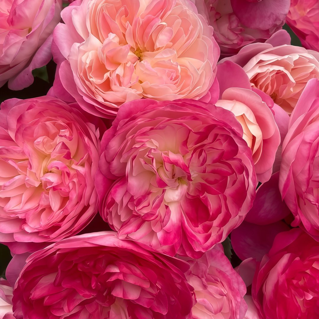 Dream Light Rose Plant｜梦光环 image 7