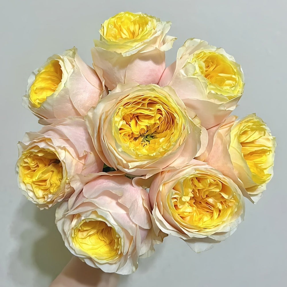 Teresa Rose Gulya Rose Plant｜特蕾莎 image 2