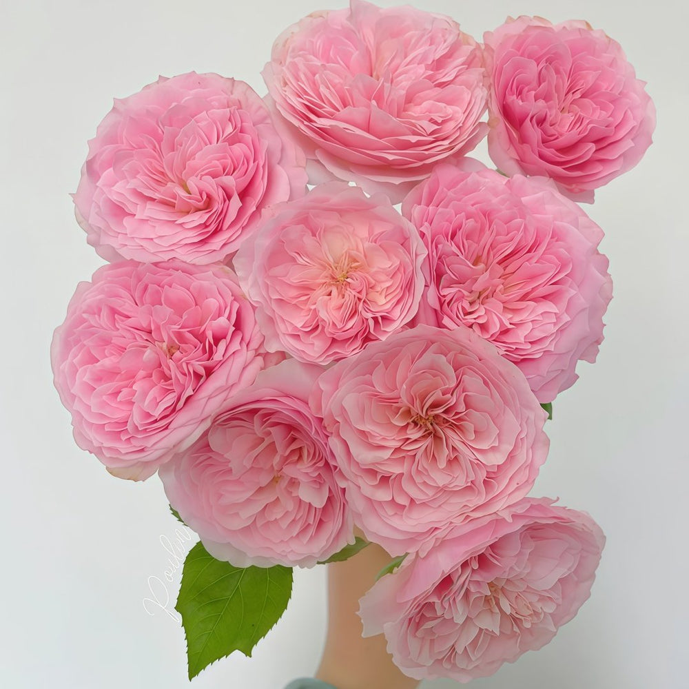Bel Canto Rose Plant｜美声唱法 image 7