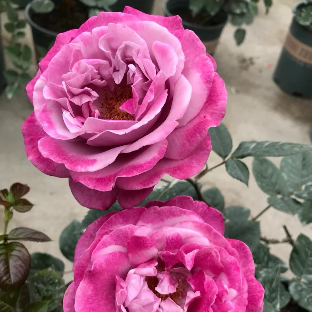 Muriel Robin Rose Plant|光明知更鸟 image 5