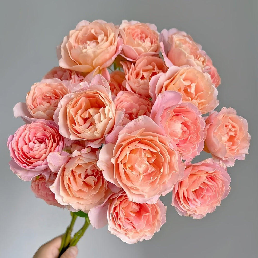 Zhiqiu Rose Plant|知秋 image 0