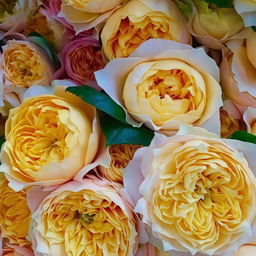 Golden Vuvuzela Rose Plant｜金色珊瑚心 image 4