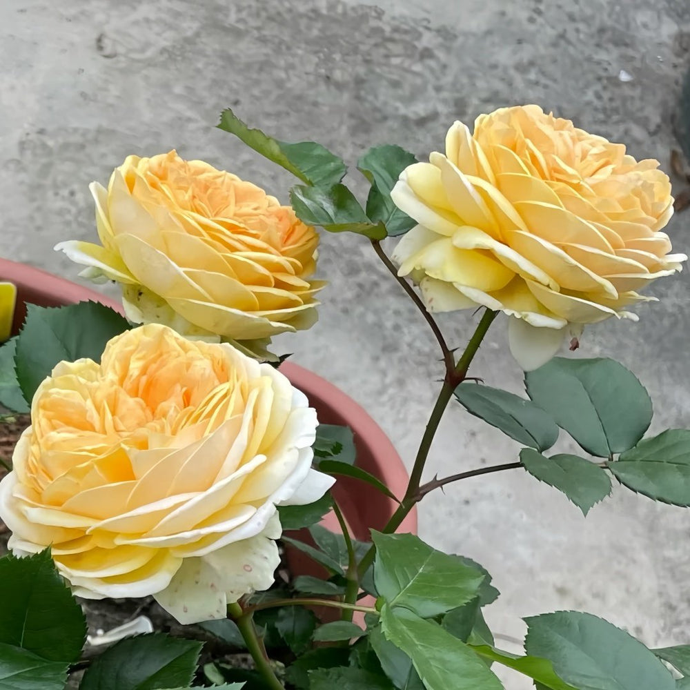Chippendale Gold Rose Plant|金色音乐厅 image 6