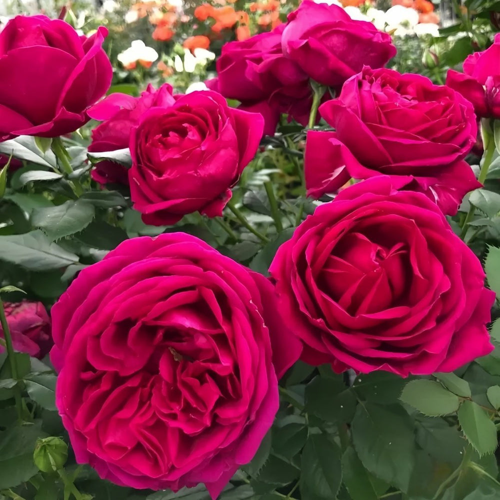 Fur Elise Rose Plant｜致爱丽丝 image 2