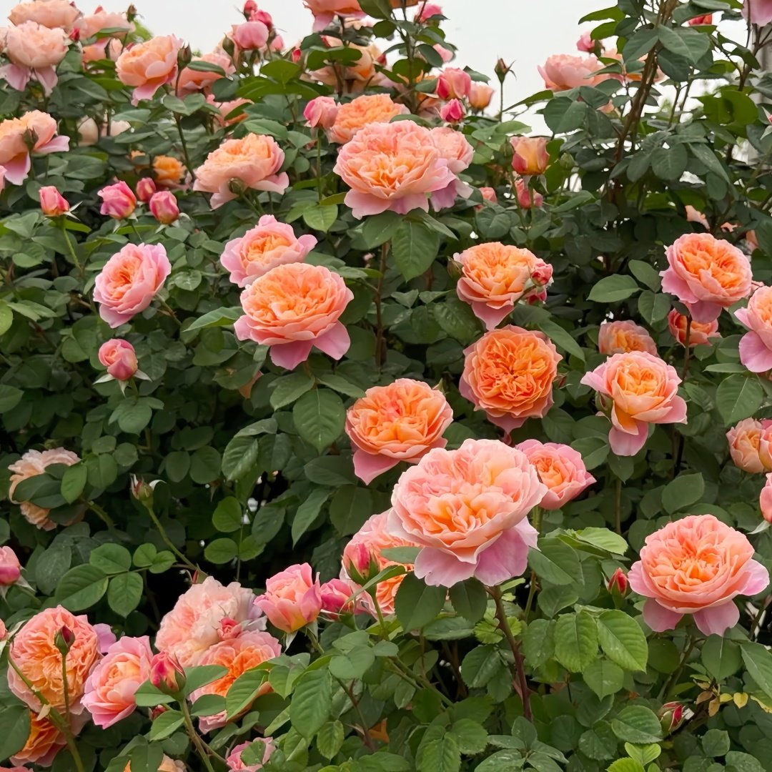 The Impressionist Rose Plant｜印象派 image 5