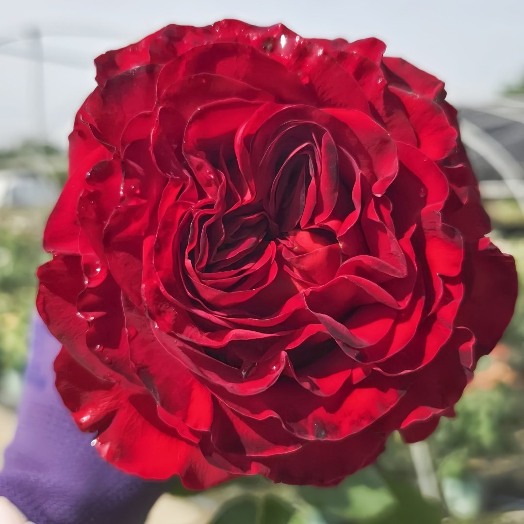 Black Pearl Rose Plant|黑珍珠 image 4