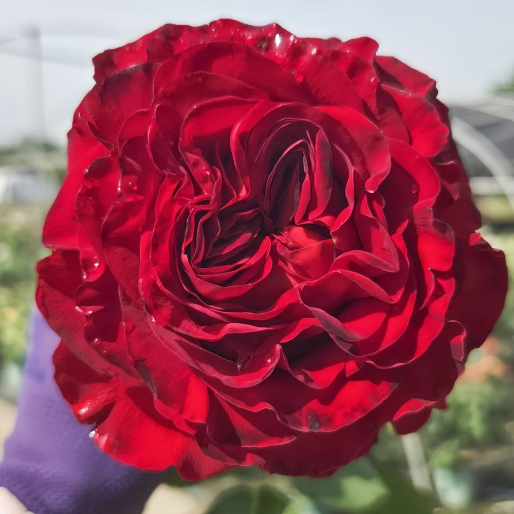 Black Pearl Rose Plant|黑珍珠 image 4