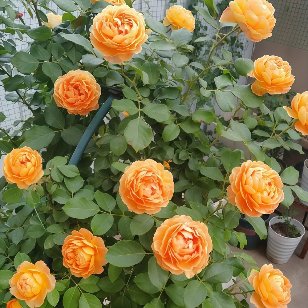 Honey Caramel Rose Plant｜蜂蜜焦糖 image 9