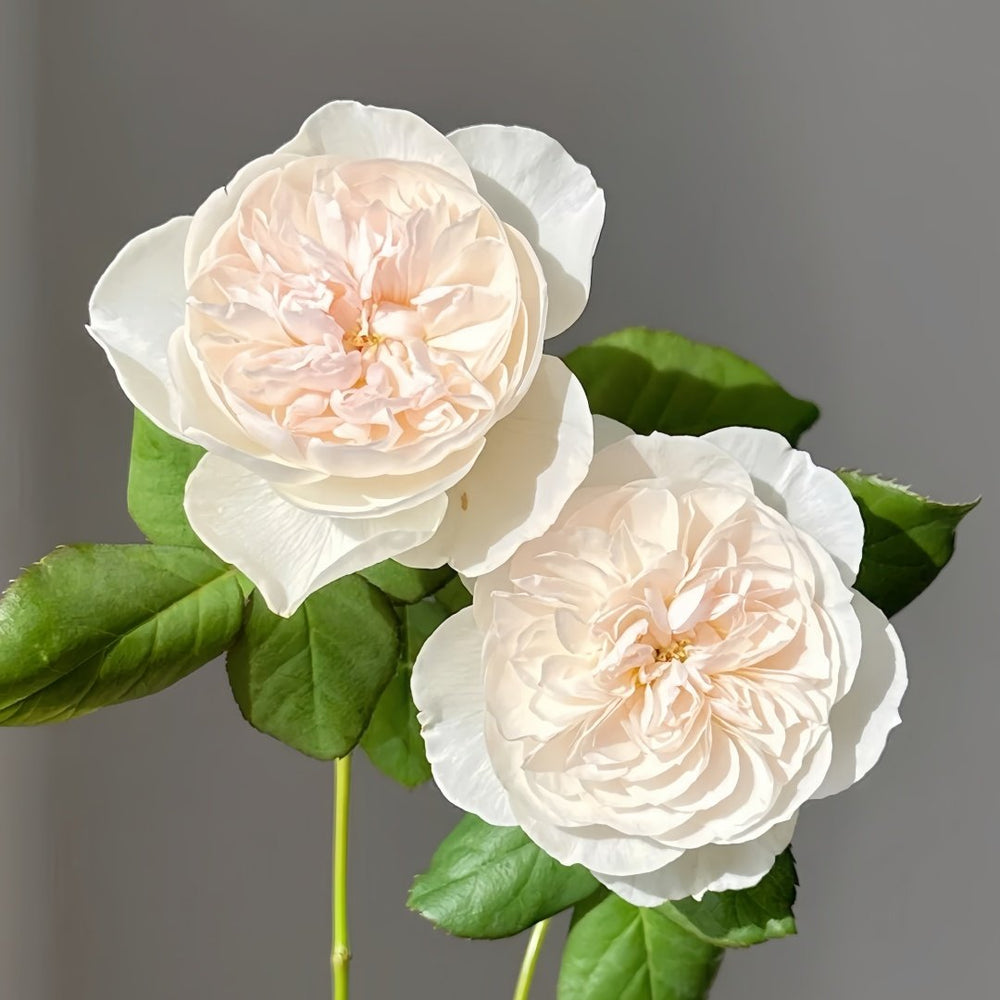 Queen of the Elves Rose Plant| 精灵女王 image 7
