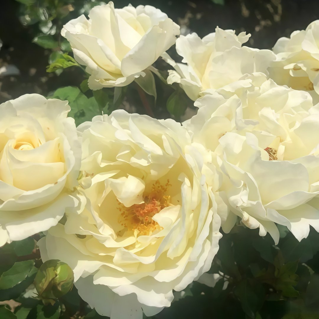 Mentor Rose Plant｜导师之花 image 7