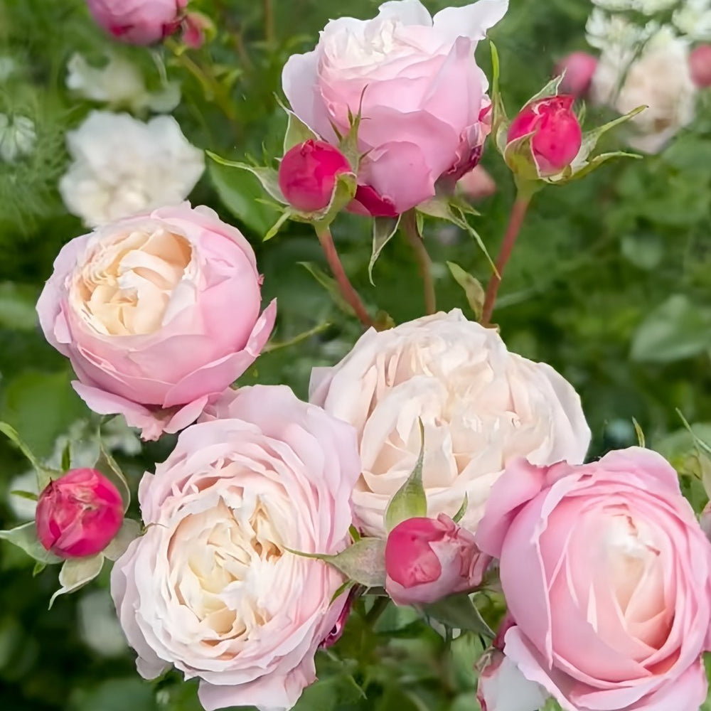 Pirouette Rose Plant|旋转芭蕾 image 6