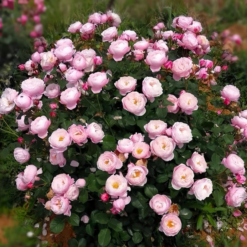 Plume Rose Plant｜羽毛 image 9