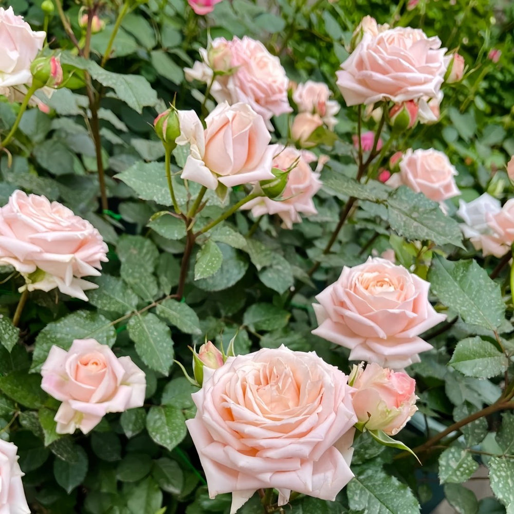 Hina Rose Plant|雏鸟 image 5