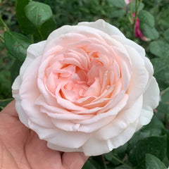 Gruaud Larose Rose Plant｜香槟美酒 image 1