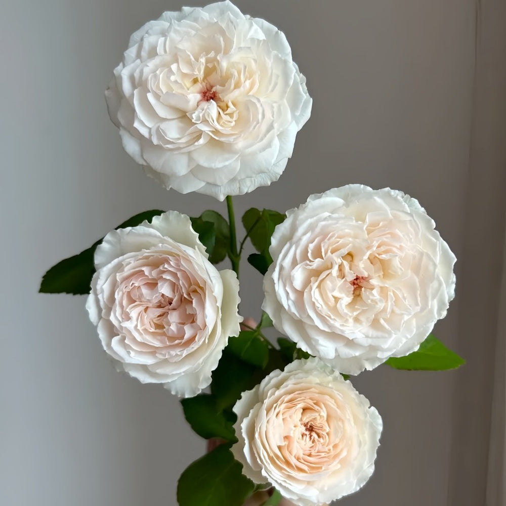 Cocotte Rose Plant | 可爱瓷 image 4