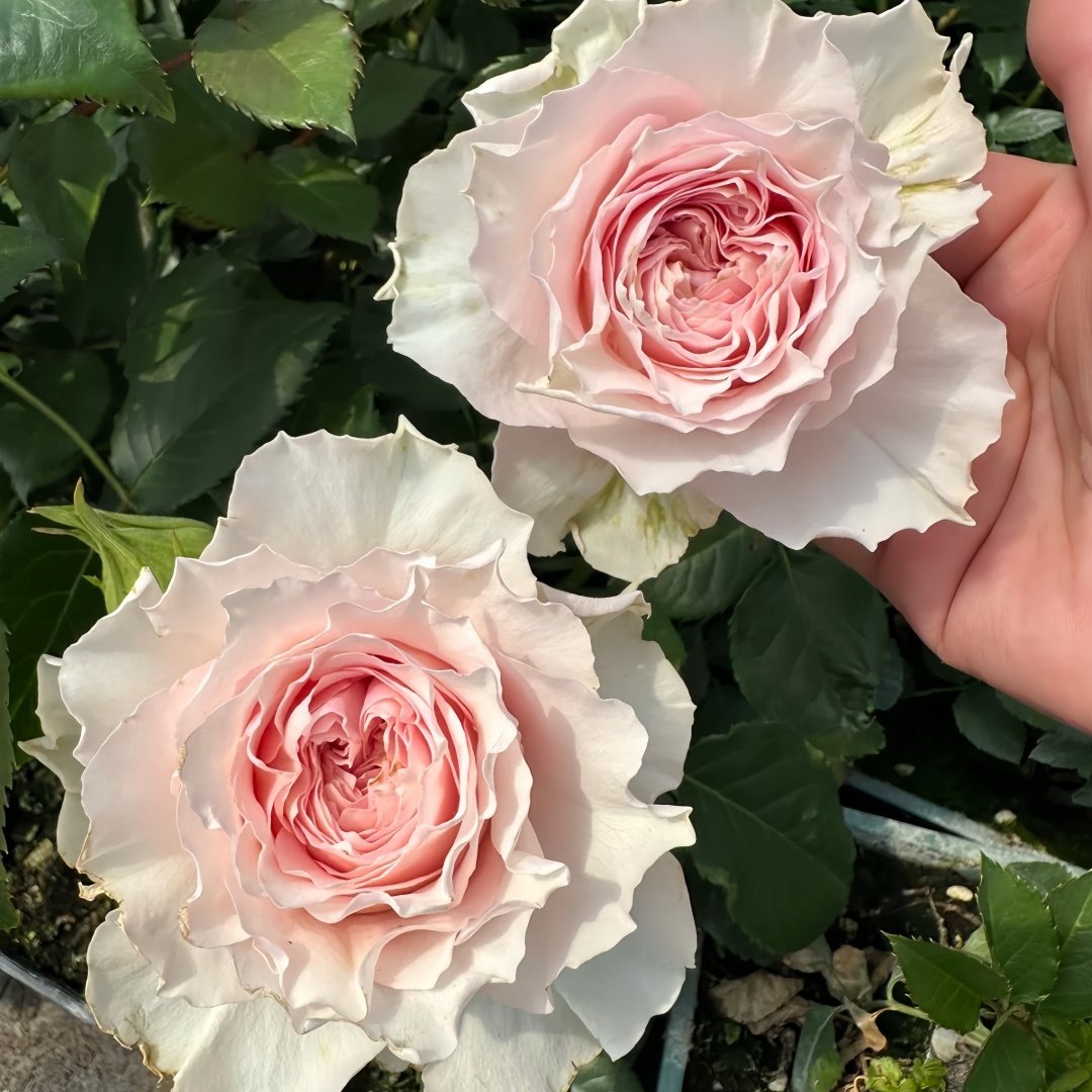 Country Peonia Rose Plant|乡村牡丹 image 7