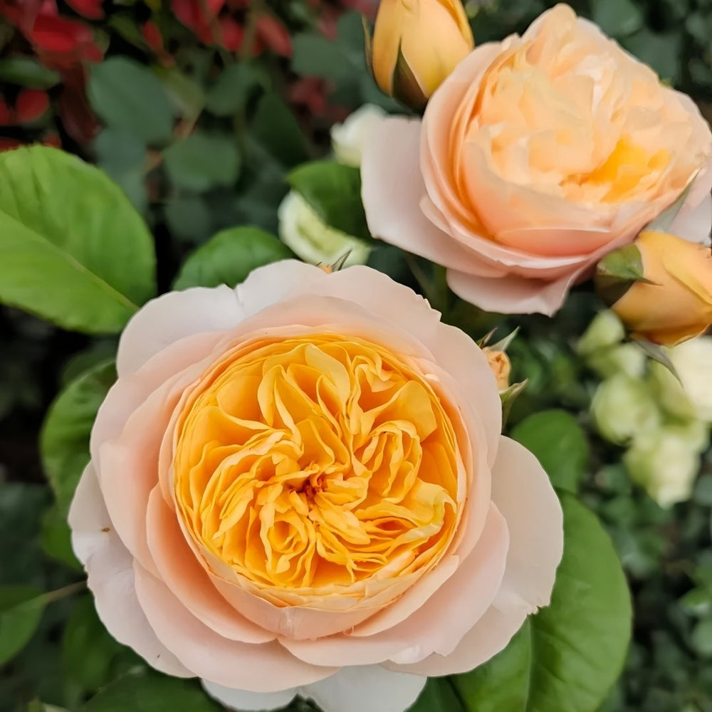 Juliet Rose Plant｜朱丽叶 image 5