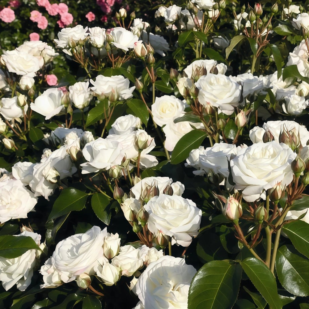 Alabaster Rose Plant| 雪花石膏 image 7