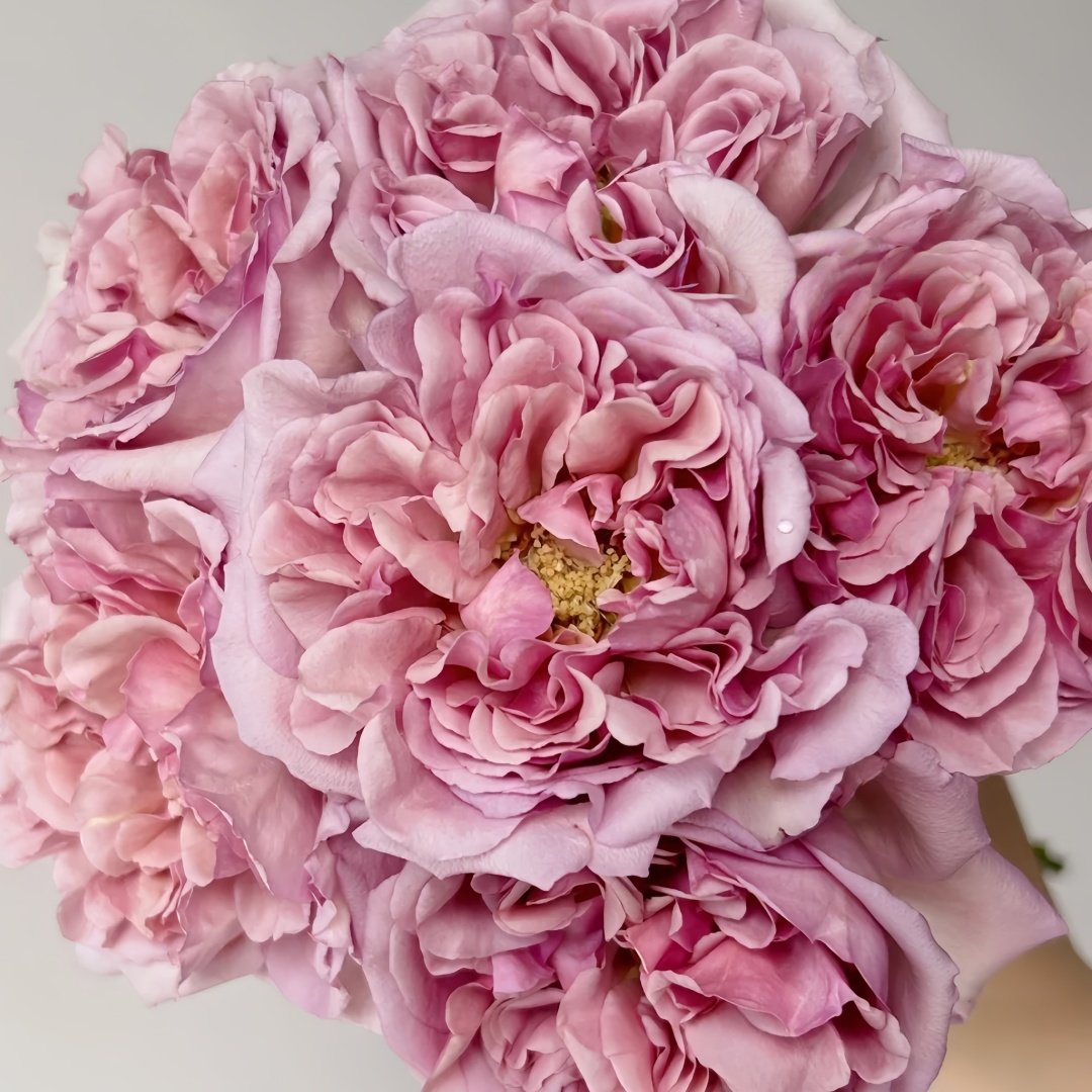 Chocolate Romantica Rose Plant｜浪漫巧克力 image 5