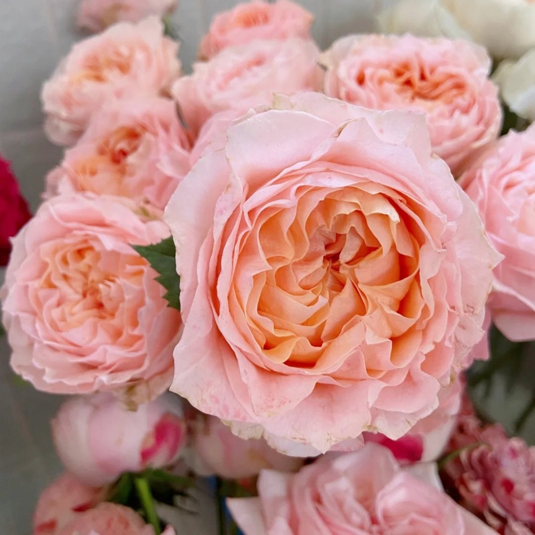 Georgia Peach Rose Plant | 格鲁吉亚蜜桃 image 5