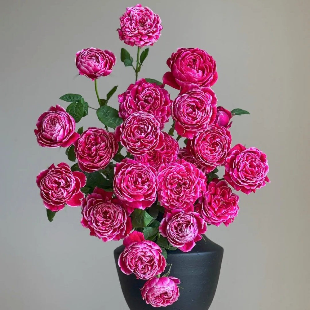 Marie Rose Plant｜玫瑰玛丽 image 7