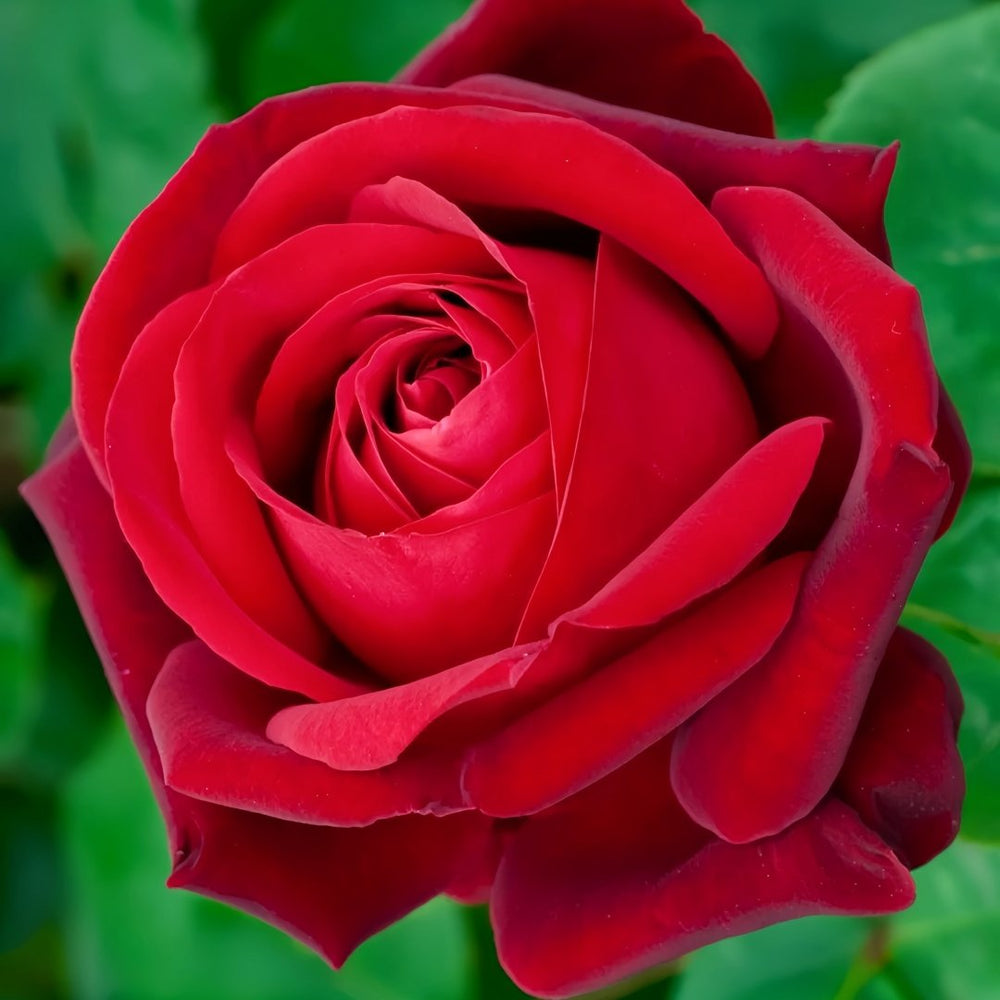 Edith Piaf Rose Plant ｜伊迪丝皮雅芙 image 3