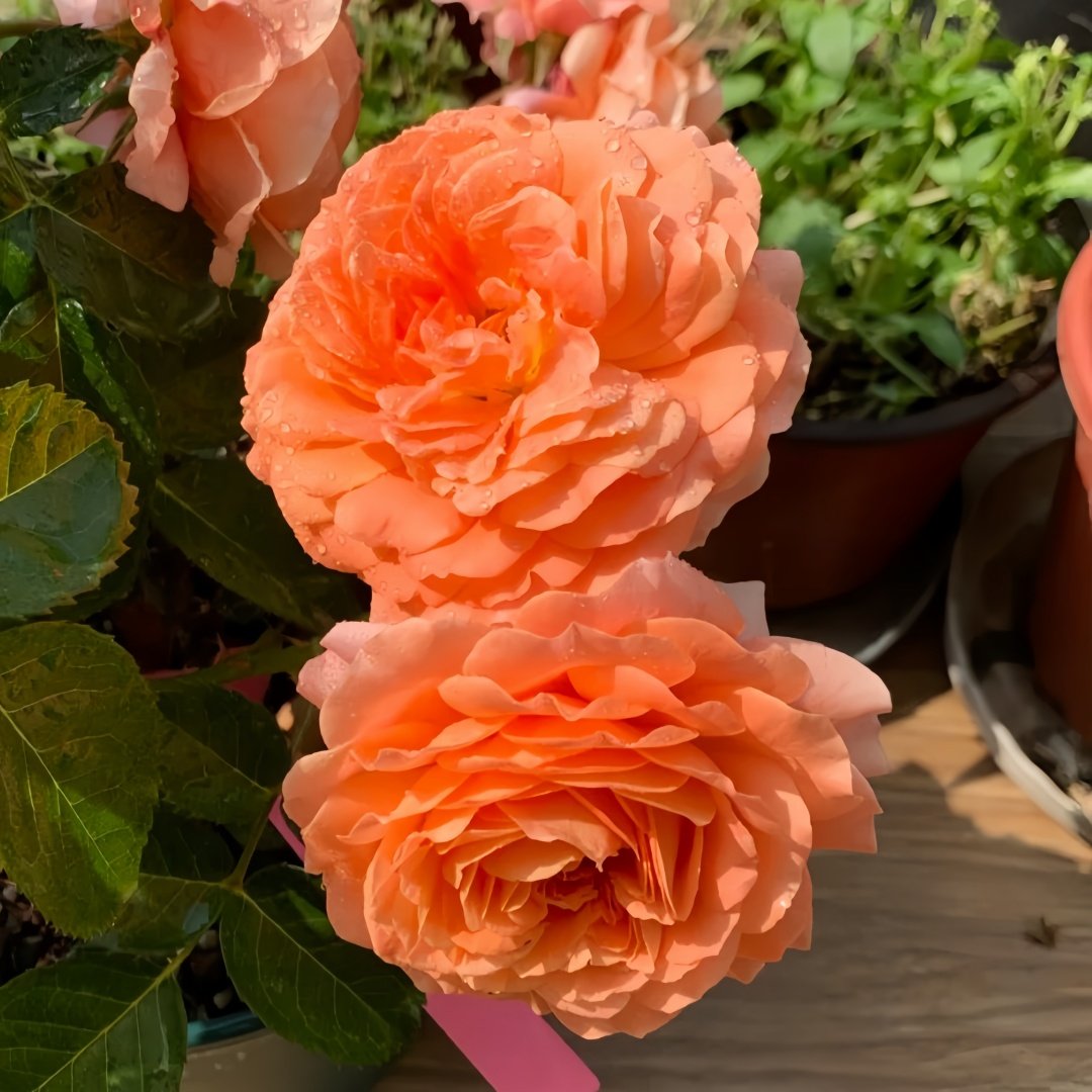 Saturnus King Terazza Rose Plant|土星王阳台 image 5