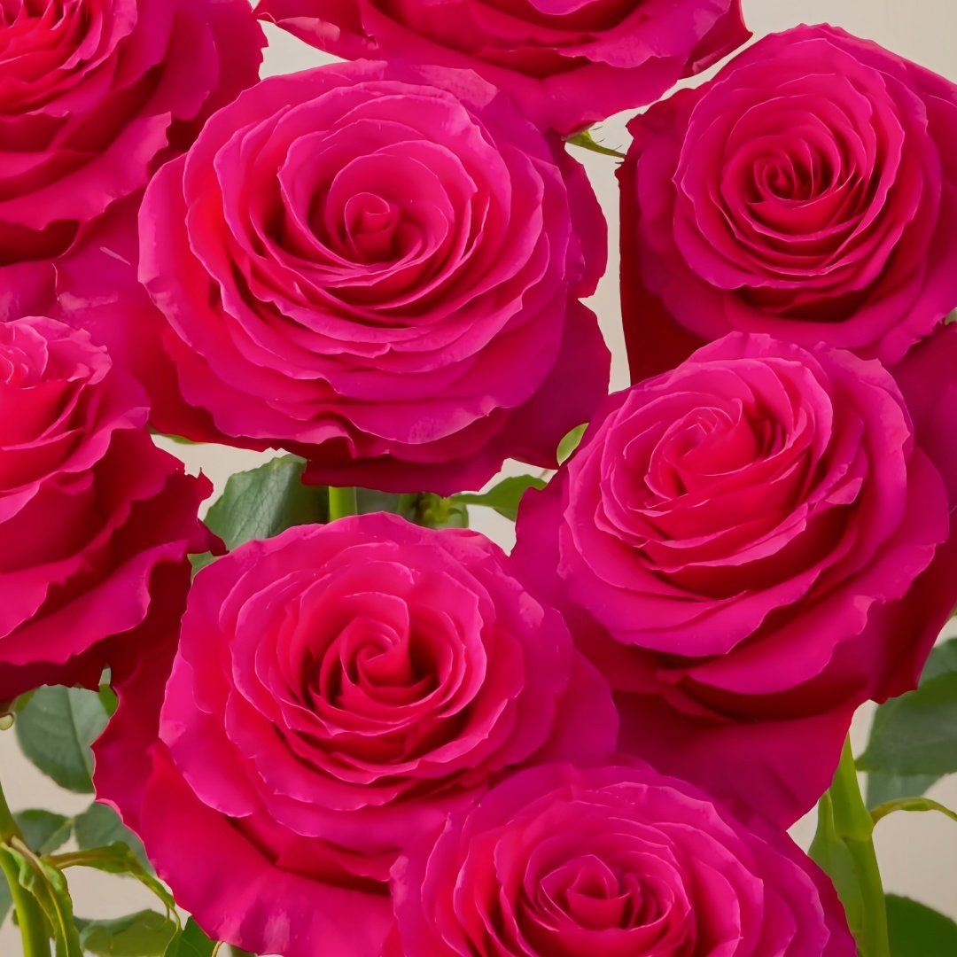 Hotspot Rose Plant｜热点 image 9
