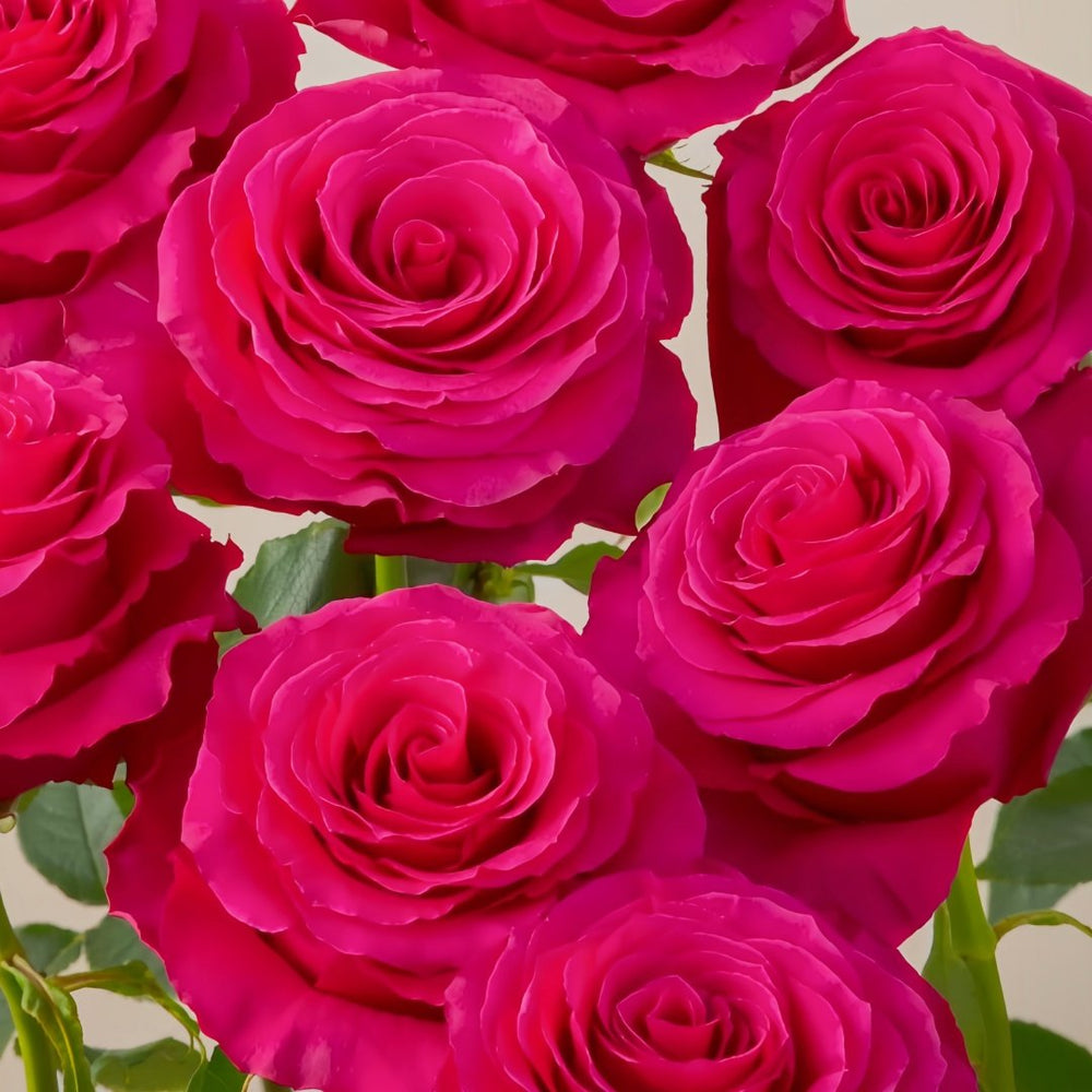 Hotspot Rose Plant｜热点 image 9