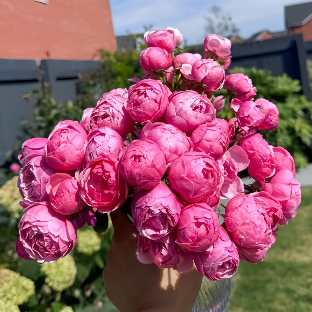 Pomponella Rose Plant|艾拉绒球 image 0