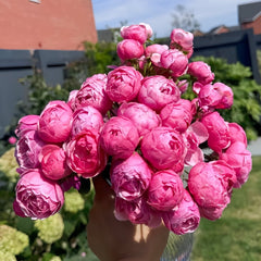 Pomponella Rose Plant|艾拉绒球 image 0