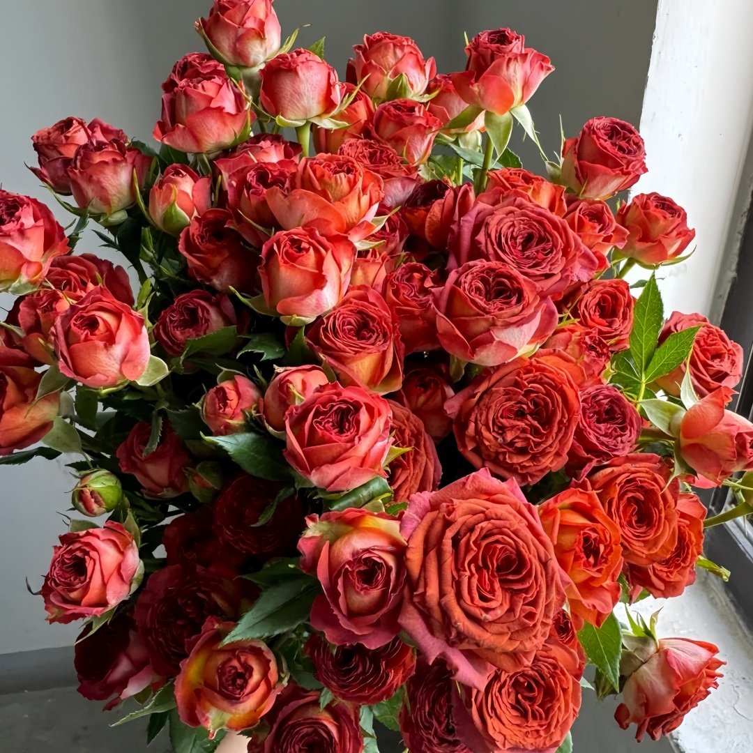 Chocolate Bubbles Rose Plant｜巧克力泡泡 image 6