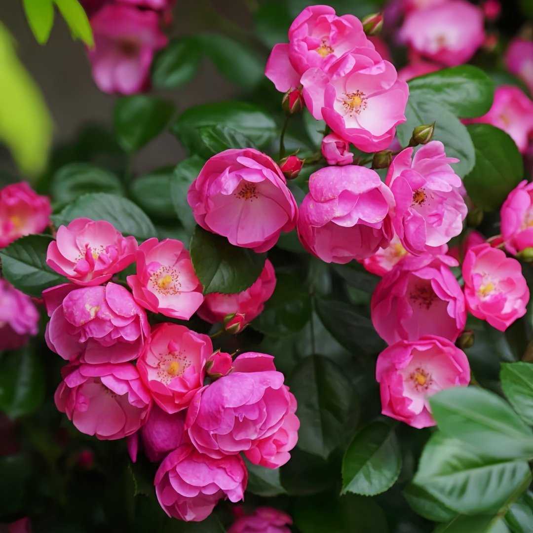 Angela Rose Plant｜安吉拉 image 2
