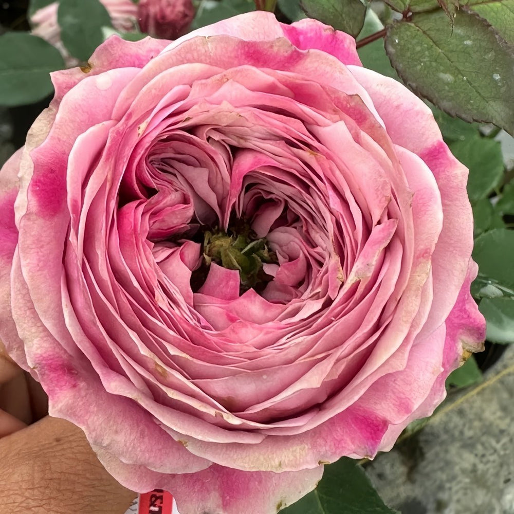 Peonikiss Rose Plant｜牡丹之吻 image 5