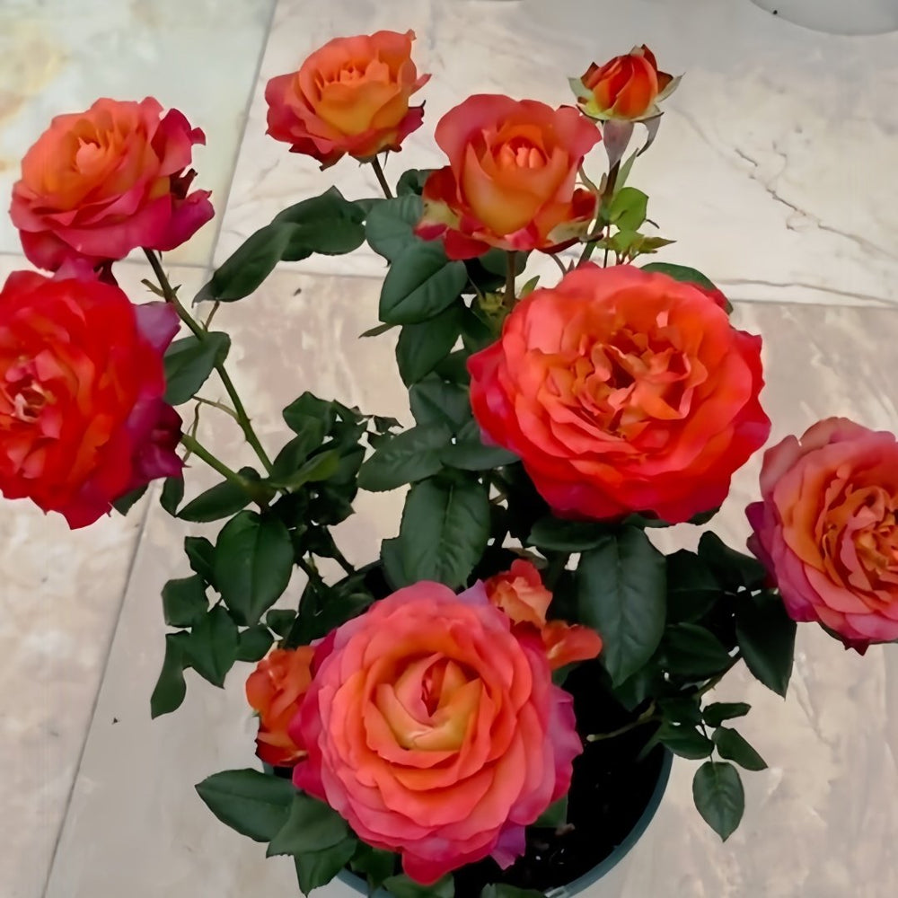 Coffee Break Rose Plant|休憩/咖啡时间 image 9