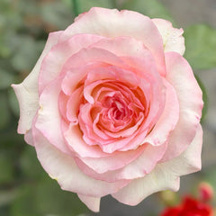 BouLevard Rose Plant|林荫大道 image 0